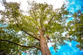 Fox Lake, IL Tree Services Company