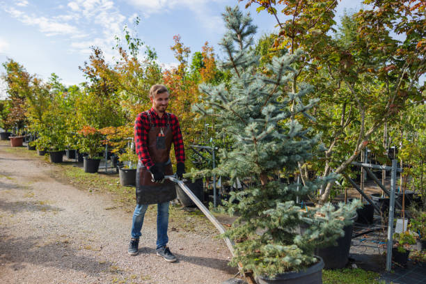 How Our Tree Care Process Works  in  Fox Lake, IL